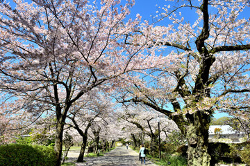 Obraz premium 小田原城の満開のさくら並木を歩く人