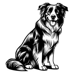 Hand drawn cute Border Collie, vector sketch isolated on white background, SVG vector	