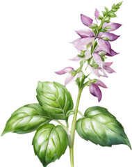 Obraz premium Graceful Watercolor Illustration of Basil Blossoms. 