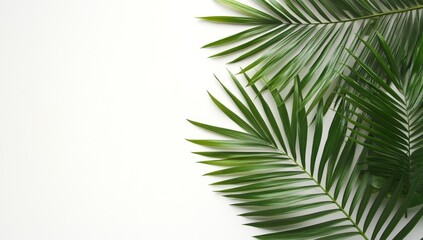 Obraz premium Lush green palm leaves on a white background with copy space.