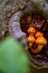 Orange golden scaly fungus (Pholiota aurivella, Pholiota cerifera) Mushroom grows in a hole in a tree	

