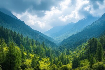 Obraz premium Lush green valley surrounded by misty mountains, with a blue sky above.