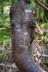 Fototapeta premium Baumrinde einer Erle (Alnus) in Form eines Rüssel eines Elefanten