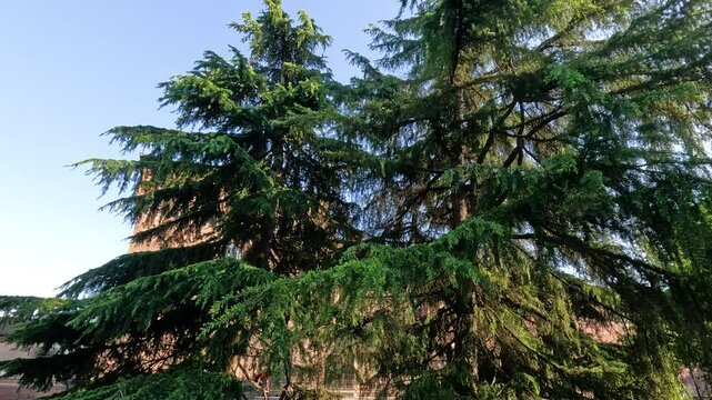 Tree in Indro Montanelli Park