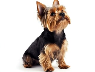 Yorkshire terrier sitting on white background.