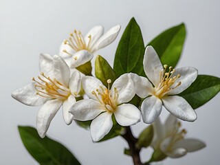 Obraz premium close up photo of beautiful jasmine flowers with white wall background