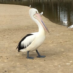 pelican on the beach