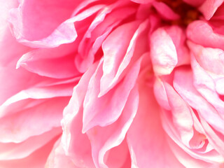 Fototapeta premium ピンクローズの花びら