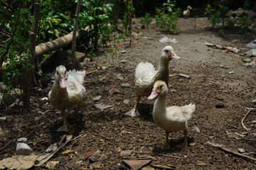 Photo of white ducklings walking in a herd