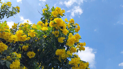 Fototapeta premium Trumpet vine and blue sky background, yellow flowers on blue sky background