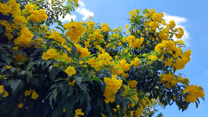 : Trumpet vine yellow, flowers and blue sky.