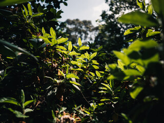 green leaves and sun