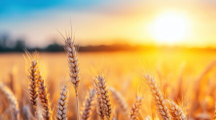 Naklejka premium As the sun sets, warm golden light envelops a serene wheat field, creating a peaceful atmosphere perfect for reflection