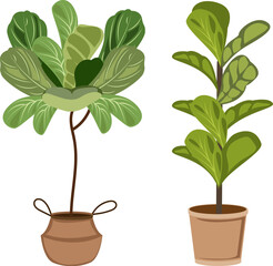 Potted Fiddle Leaf Fig Plants Illustration