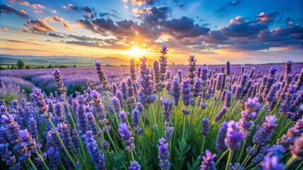 Naklejka premium Sun-Kissed Lavender Field Bathed in Golden Hour Light