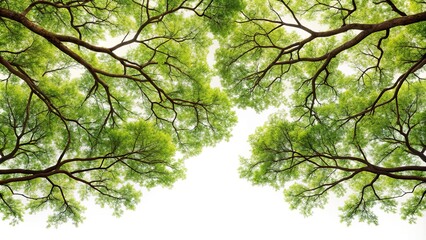 Fototapeta premium High angle view of tree branches isolated on white background
