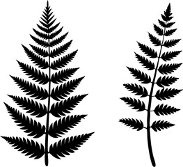 Fern glyph icon. Simple solid Style, Three leaves of fern. Black isolated prints of fern leaves on the white background, Three leaf fern silhouettes © Chathurika