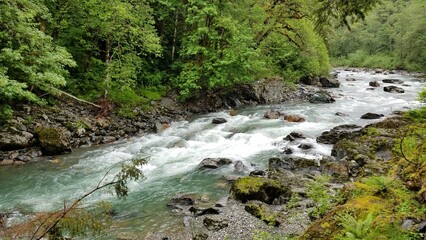 Obraz premium River along Mountain Loop Highway near Seattle, Washington, Pacific Northwest