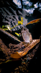 butterfly on a banana peel.