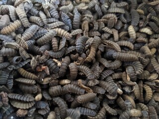 Larva of the black soldier fly