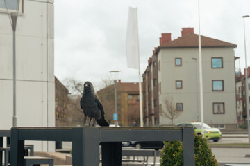 Hooded Crow Standing in the City