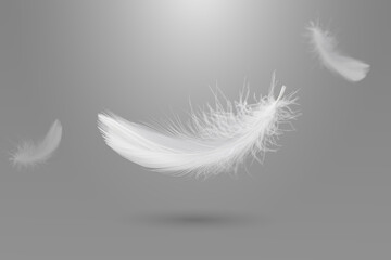 Fototapeta premium Abstract White Bird Feathers Falling in The Air. Fluffy Downy, Peace. Softness of Floating Feathers. Feather on Gray Background. 