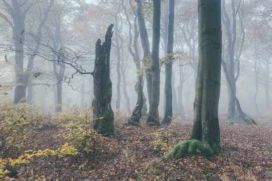 trees in the fog