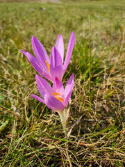 Colchicum autumnale, commonly known as autumn crocus, meadow saffron, or naked ladies. Closeup of blooming crocuses during autumn, shallow depth of field.