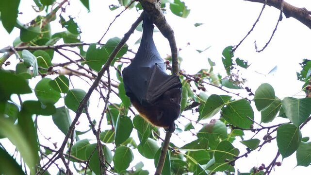 Wild little red flying-fox (pteropus scapulatus) hanging upside down from a tree branch amidst lush green foliage, chewing the food, close up shot.