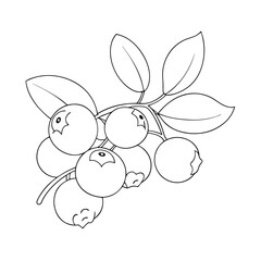 Line art of various blueberries for a coloring page. Vector illustration 
