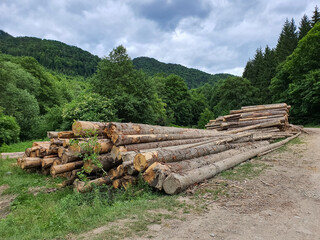 Illegal logging in the Carpathian mountains in Romania. Huge cut trees on the side of the road on the countryside.
