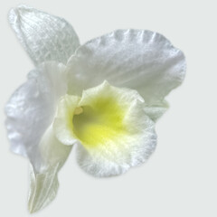 Fleur blanche d’orchidée, fond blanc 

