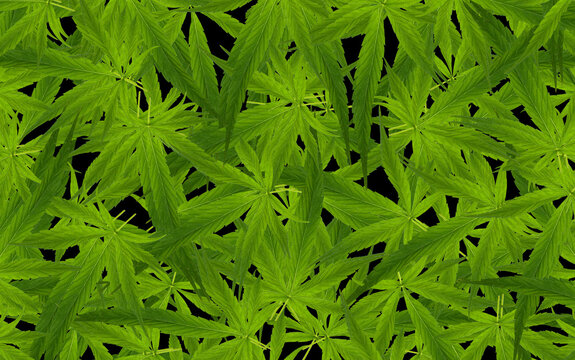 Feuilles de cannabis 