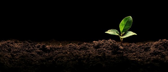 Naklejka premium A young plant emerging from dark soil, symbolizing growth and renewal.