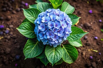 Obraz premium Hydrangea plant ready to be planted in the backyard garden high angle view