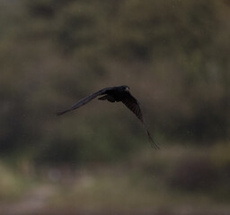crow flying in the rain 