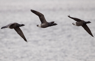 canada geese in flight 