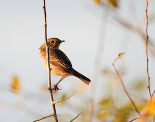 sparrow on branch