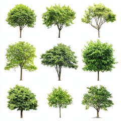 Nine lush green trees isolated on a white background.