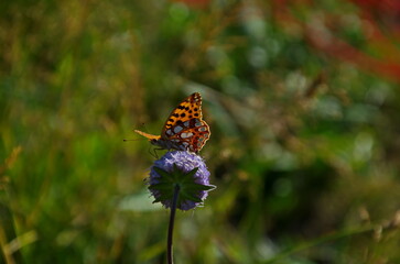 Butterfly Lycaena phlaeas collects food from purple wild flower in nature, Vitosha mountain, Bulgaria 