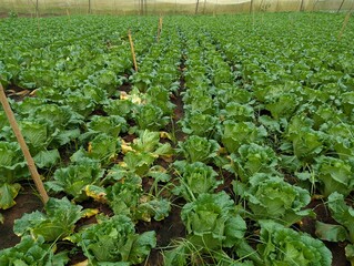 Infected cabbage plants, chinese cabbage garden in Don Duong Lam Dong, cabbage rotten by Edwinia bacteria 