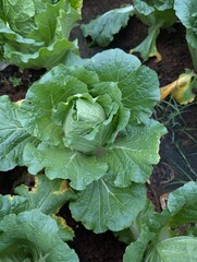 Infected cabbage plants, chinese cabbage garden in Don Duong Lam Dong, cabbage rotten by Edwinia bacteria 