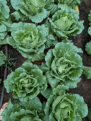 Infected cabbage plants, chinese cabbage garden in Don Duong Lam Dong, cabbage rotten by Edwinia bacteria 