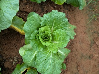 Infected cabbage plants, chinese cabbage garden in Don Duong Lam Dong, cabbage rotten by Edwinia bacteria 