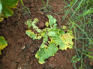 Infected cabbage plants, chinese cabbage garden in Don Duong Lam Dong, cabbage rotten by Edwinia bacteria 