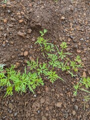 Carrot plant 20 days