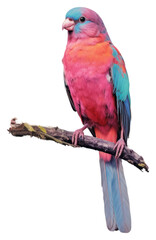 Obraz premium PNG Wallpaper ephemera pale bird painting collage animal.