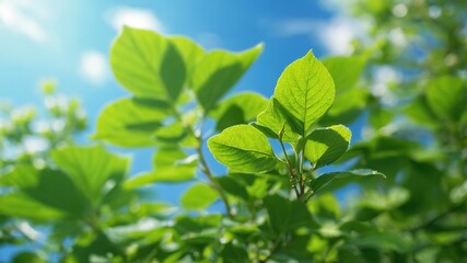 "Swaying Green Pakur Leaves Against Blue Sky"