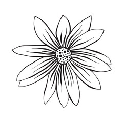 Hand drawn sketch of Jerusalem artichoke flower or Helianthus tuberosus plant isolated on white background.
