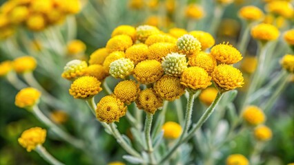 Immortelle Helichrysum italicum blossom in meadow High Angle